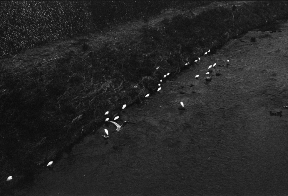 河原の渡り鳥 Leica M3 Elmar 50mm F2.8 Fujifilm Neopan 400 Presto
