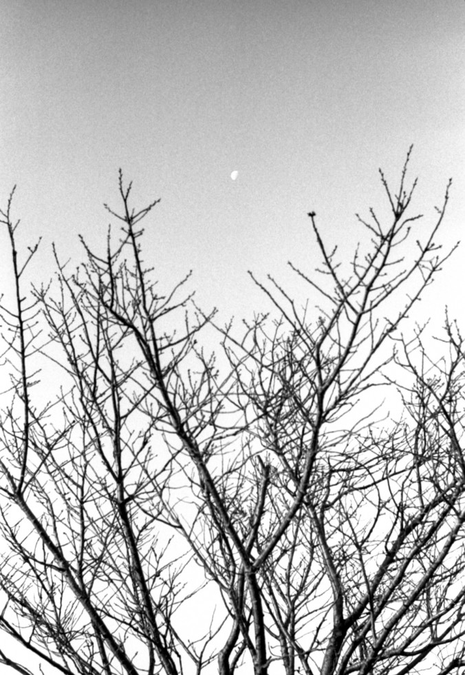 月と枝 Leica M3 Elmar 50mm F2.8 Fujifilm Neopan 400 Presto