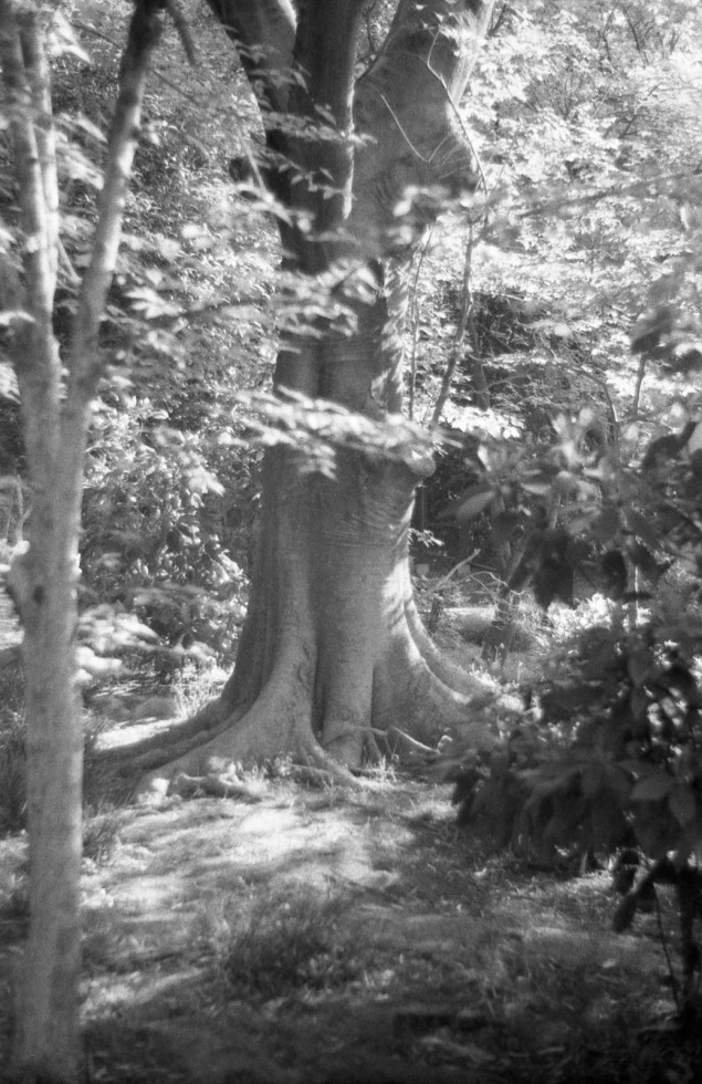 木の幹 Leica M3 Elmar 50mm F2.8 Fujifilm Neopan 400 Presto