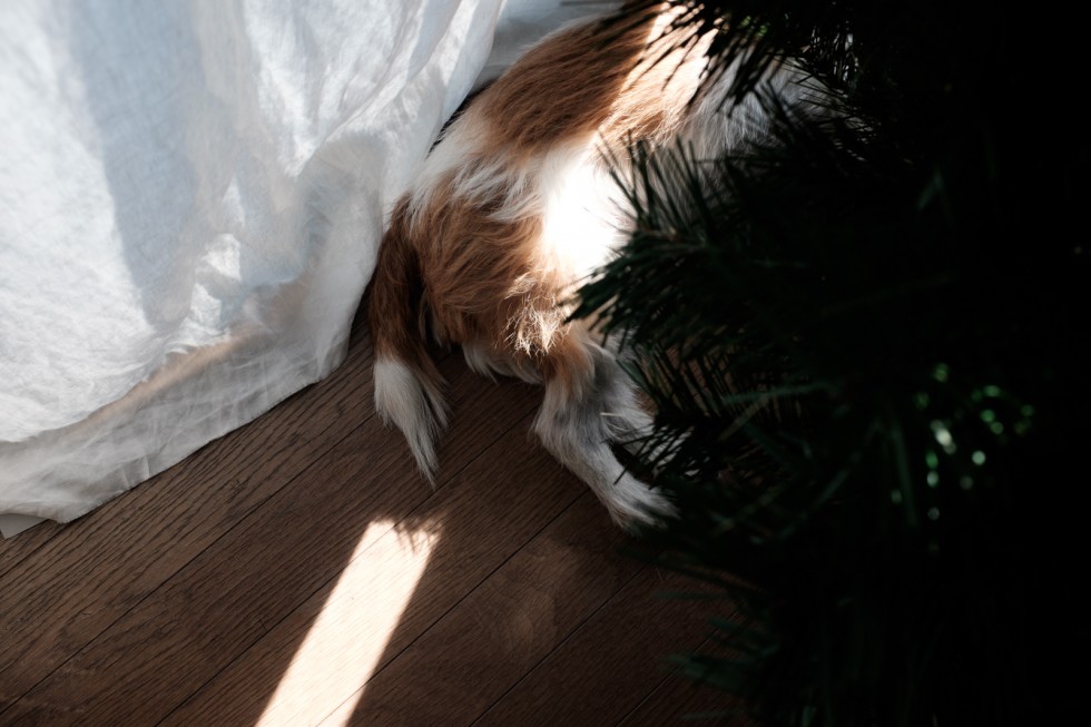 窓とクリスマスツリーの間の愛犬 Fujifilm X100T Fujinon 35mm F2