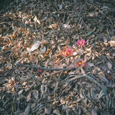 落ちても綺麗な椿 綺麗な椿 Mamiya-6 Fujifilm Fujicolor PRO400H
