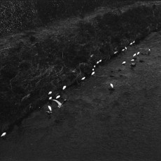 河原の渡り鳥 Leica M3 Elmar 50mm F2.8 Fujifilm Neopan 400 Presto