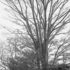最近の子供の木登り Leica M3 Elmar 50mm F2.8 Fujifilm Neopan 400 Presto