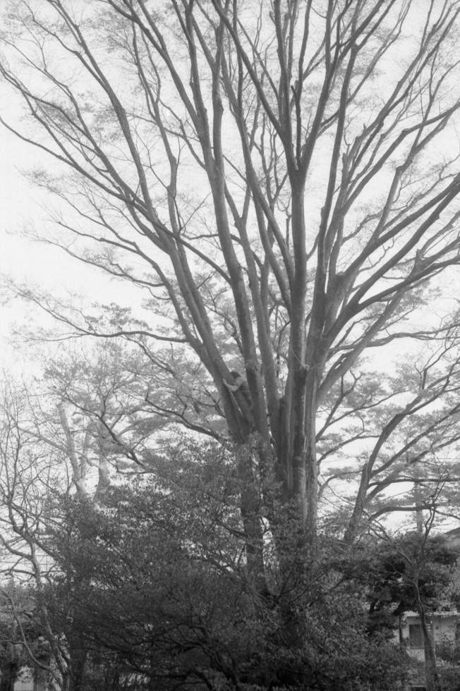 最近の子供の木登り Leica M3 Elmar 50mm F2.8 Fujifilm Neopan 400 Presto