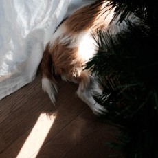 窓とクリスマスツリーの間の愛犬 Fujifilm X100T Fujinon 35mm F2
